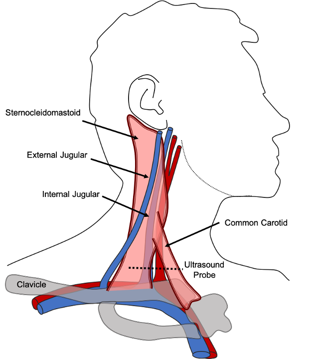 External Jugular Vein